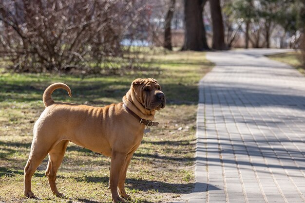 Shar Pei cachorro en el jardín