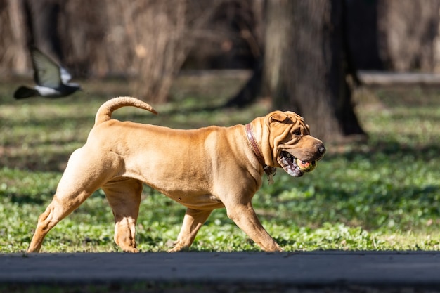 Shar Pei cachorro en el jardín