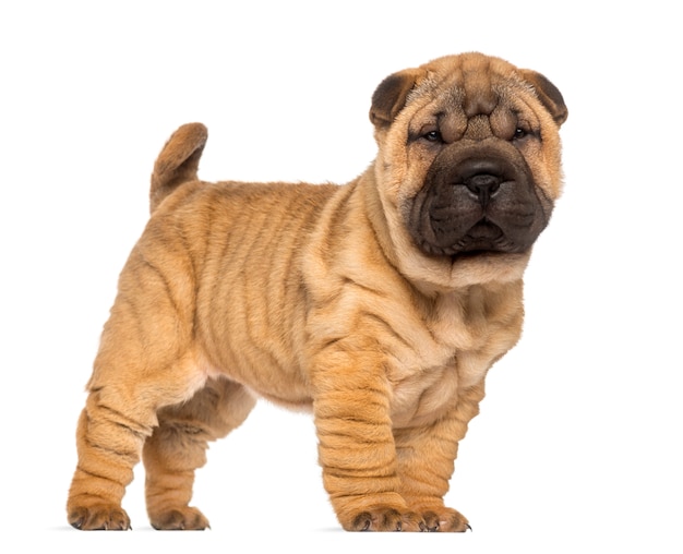 Shar Pei cachorro, de pie y frente, aislado en w