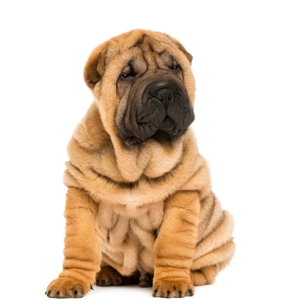 Shar Pei cachorro, sentado, aislado en blanco