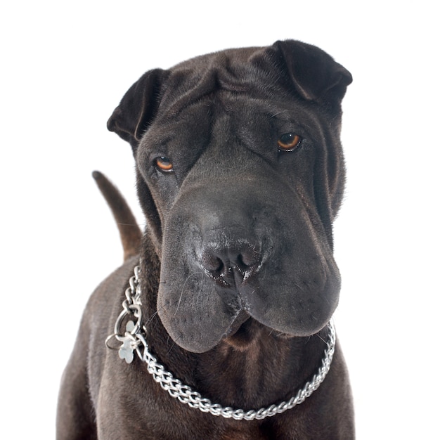 Foto shar pei hund