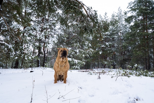 Shar Pei na natureza. na colina fica