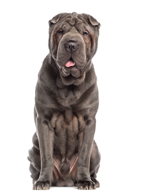 Foto shar pei sentado aislado en blanco