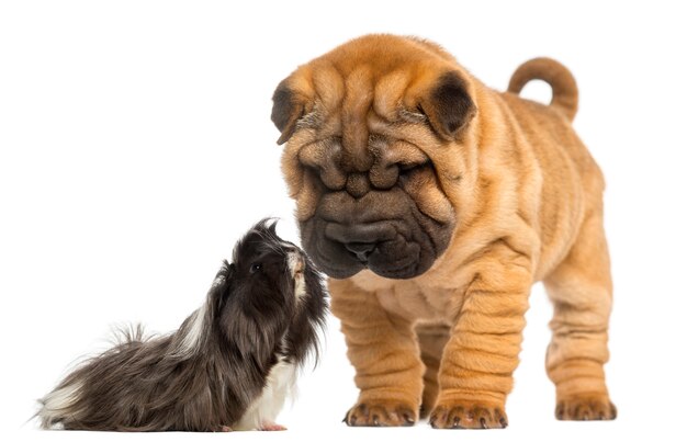 Shar Pei Welpe, der auf ein Meerschweinchen herabblickt