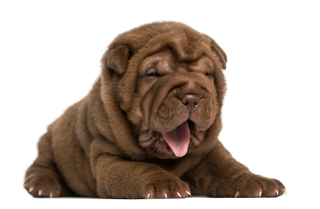 Shar Pei Welpe liegend keuchend isoliert auf Weiß