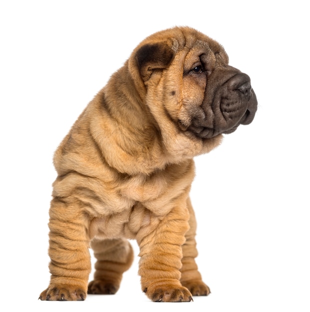 Shar Pei Welpe, stehend, isoliert auf Weiß