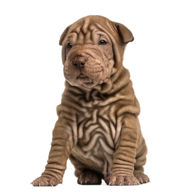 Shar Pei Welpensitz isoliert auf Weiß