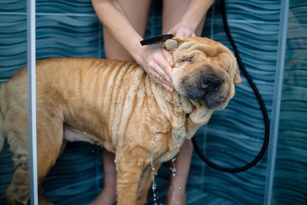 Sharpe está tomando banho no chuveiro. um cachorro limpo e molhado com uma dona, cuidando de um animal de estimação. atendimento domiciliar. vermelho sharpey