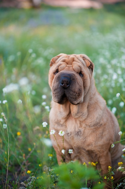 Sharpei da raça do cão no campo florescido