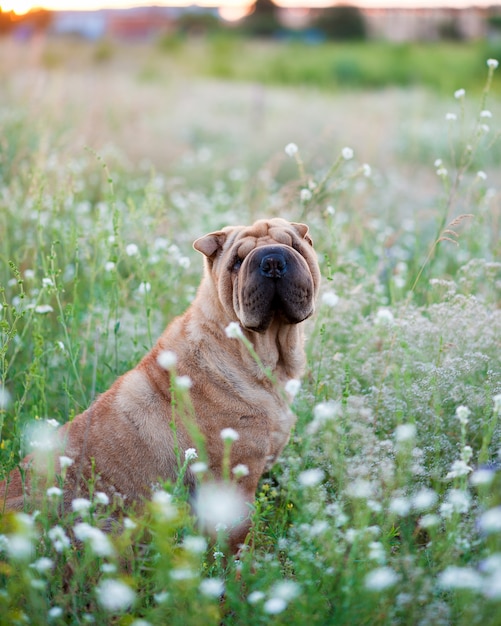 Sharpei perro en campo florecido