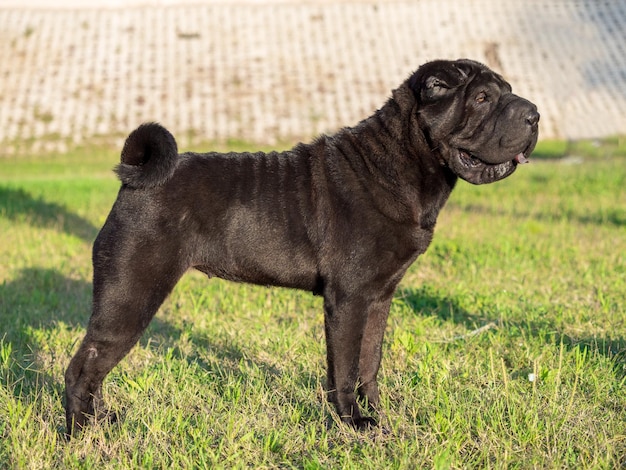 Sharpei perro de raza pura color negro de pie