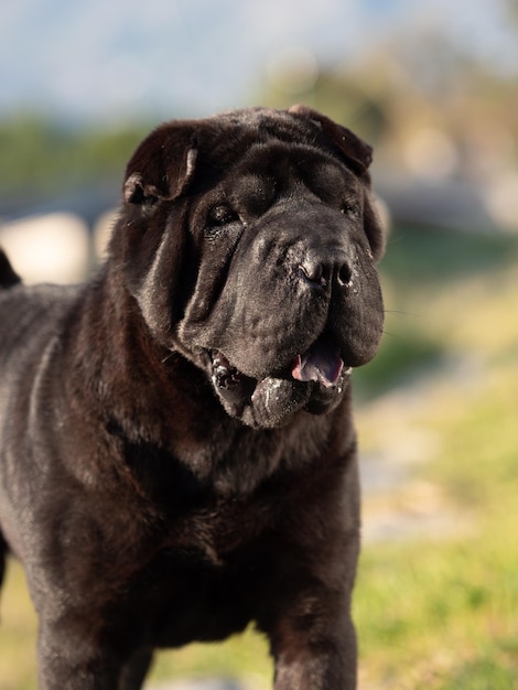 Sharpei perro de raza pura color negro