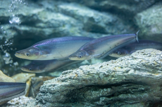 Sheatfishes Watercatfish in Thailand-Fluss