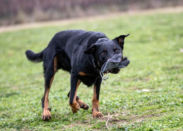 Sheepdog de Beauce treinando na natureza para segurança