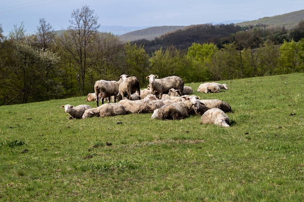 Sheeps em um prado na grama verde