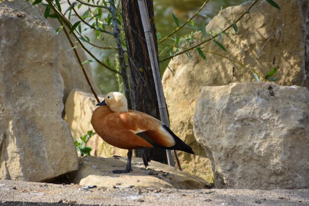 shelduck aislado y sentado en la piedra en la sombra, primer plano