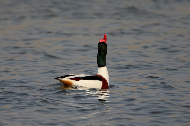 Shelduck-Männchen zeigt eheliches Verhalten auf blauem Wasser