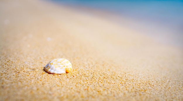 Shell am Strand Undeutlicher Hintergrund