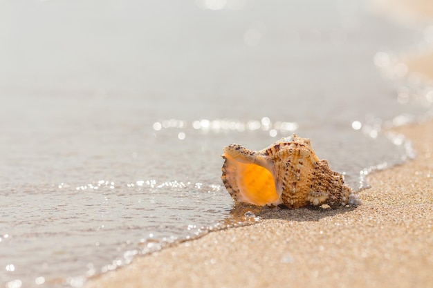 Shell an einem Sandstrand