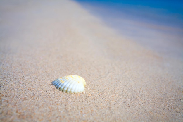 Shell en la arena y el concepto de vacaciones de verano