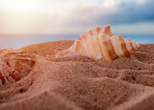 Shell en la arena contra el mar al atardecer