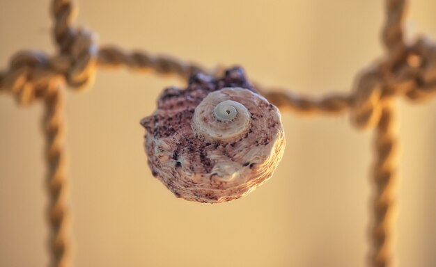 Shell atado con una cuerda. Fondo del mar.