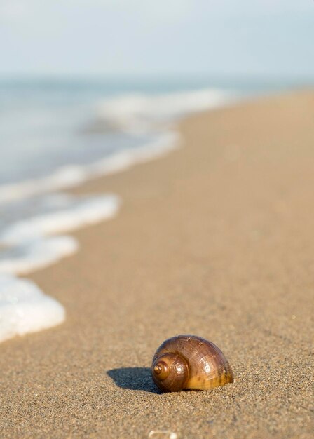 Shell auf dem Strand