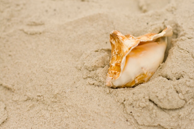 Shell auf Sand
