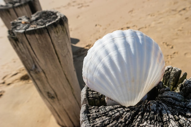 Shell en espigón de playa en el Mar del Norte