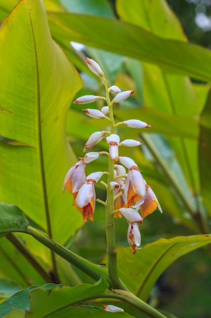 Shell Ingwer Blume