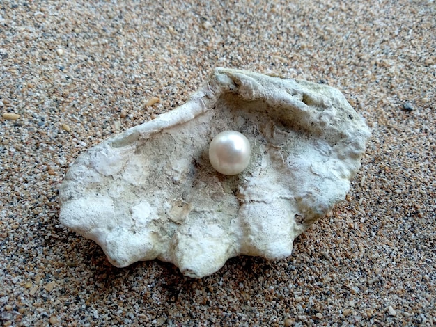 Shell mit einer Perle auf einem Strandsand Eine offene Meeresmuschel mit einer Perle im Inneren