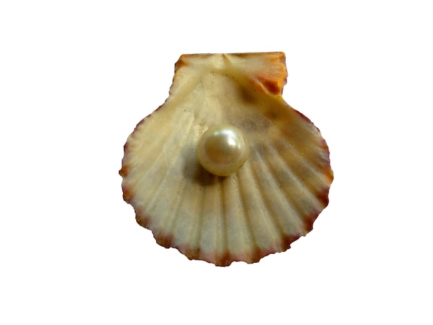 Shell con una perla en el interior sobre fondo blanco.