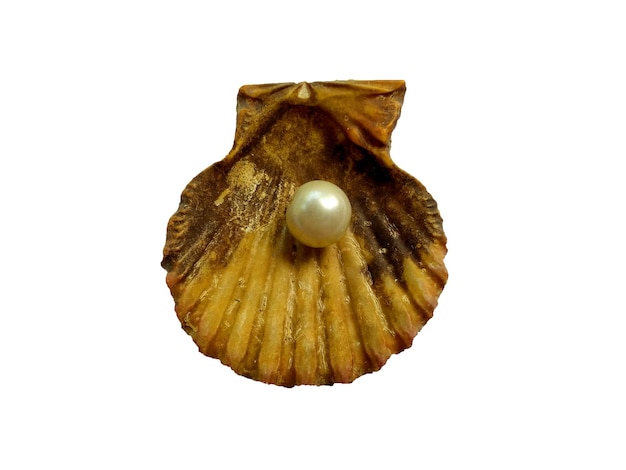 Shell con una perla en el interior sobre fondo blanco.