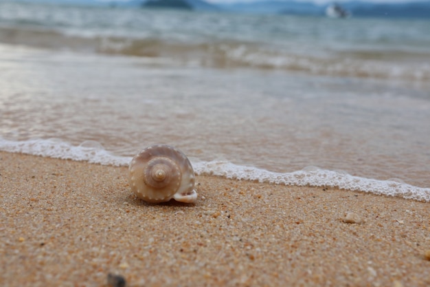 Shell en la playa con las olas del mar en el fondo de color marrón arena de verano