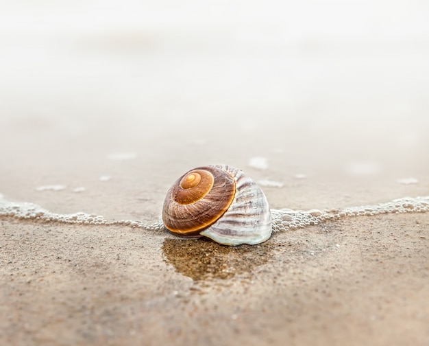 Shell en la playa