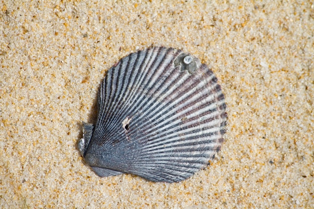 Shell en una playa