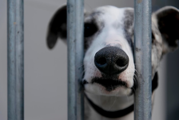 Shelter Dog ist ein süßer Hund in einem Tierheim, der seine Nase durch den Fokus auf die Nase steckt