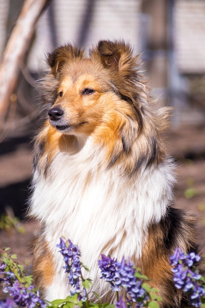 Sheltie bonito com flores