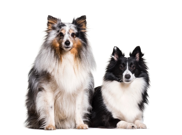 Sheltie dogs sentados juntos em uma linha