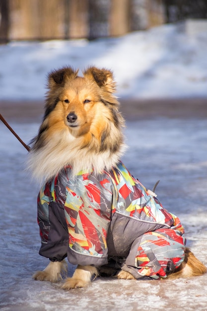 Sheltie fofo