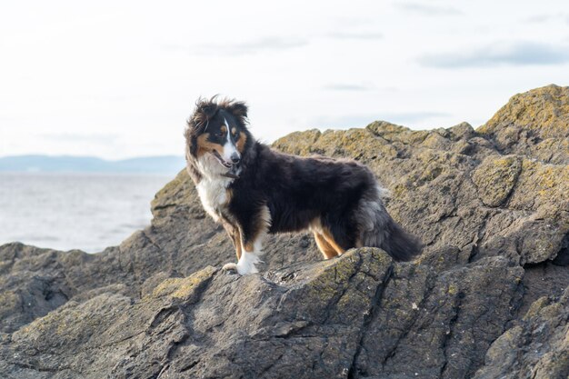 Foto sheltie con hielo