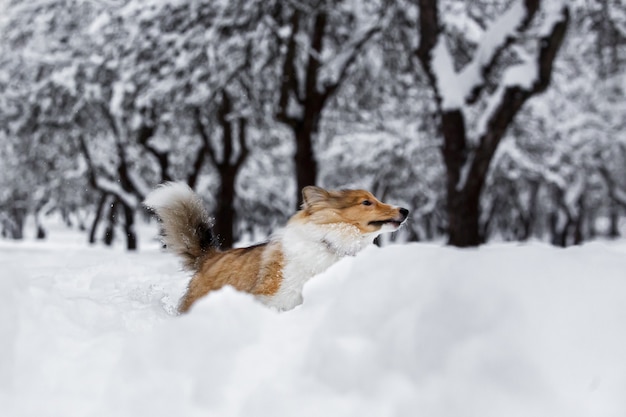 Sheltie-Hundeaktivität im Schnee. Spielen im Winterpark.