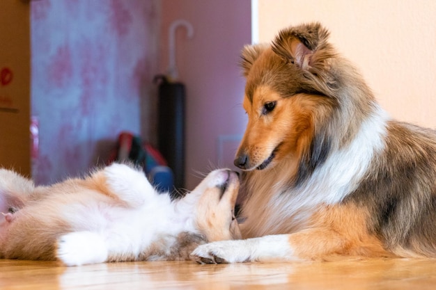 Sheltie mamá y su cachorro