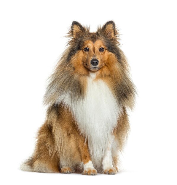 Sheltie perro sentado en el frente y mirando a la cámara aislado en