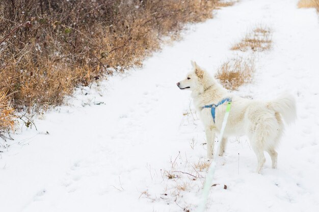 Shepard suíço branco em caminhada ao ar livre no inverno