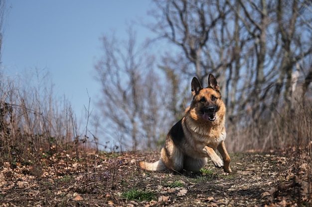 Shepherd começa a avançar e corre ativamente pela floresta de outono em tempo claro