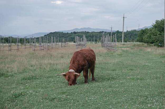 Shetland braun Bos Taurus in der Wiese schöne Landschaft Berghintergrund