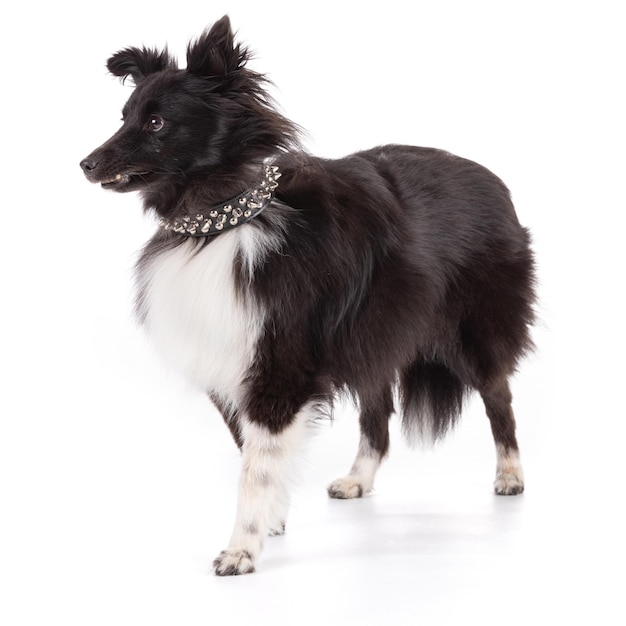 Foto shetland-hund, der mit einem nagelhalsband steht