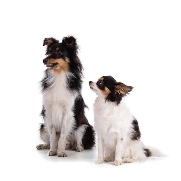 Foto shetland-hund und chihuahua sitzen