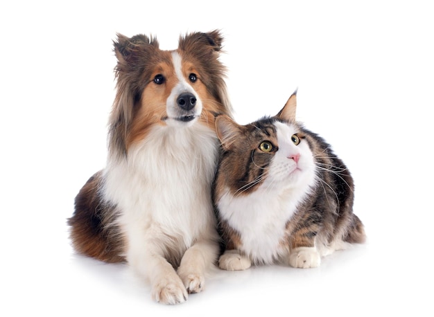 Shetland-Hund und Maine Coon-Katze